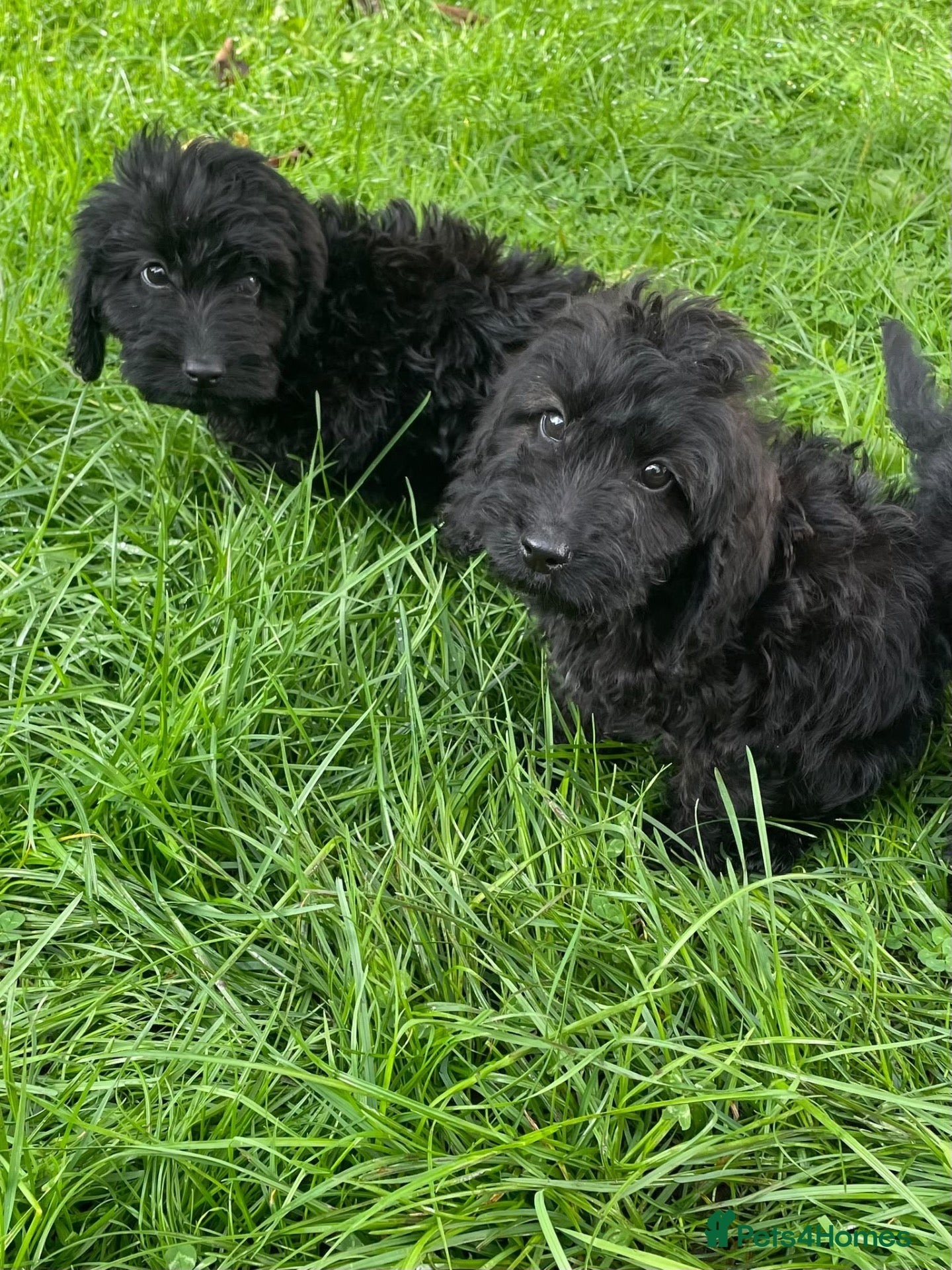 Cockapoo dogs F1 Black Cockapoo puppies - Advert 1