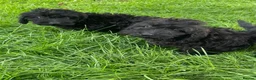 Cockapoo dogs for sale: F1 Black Cockapoo puppies - Advert 12