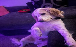 Cocker Spaniel dogs for sale: Adorable cocker spaniel lookingforhis forever home - Image 5