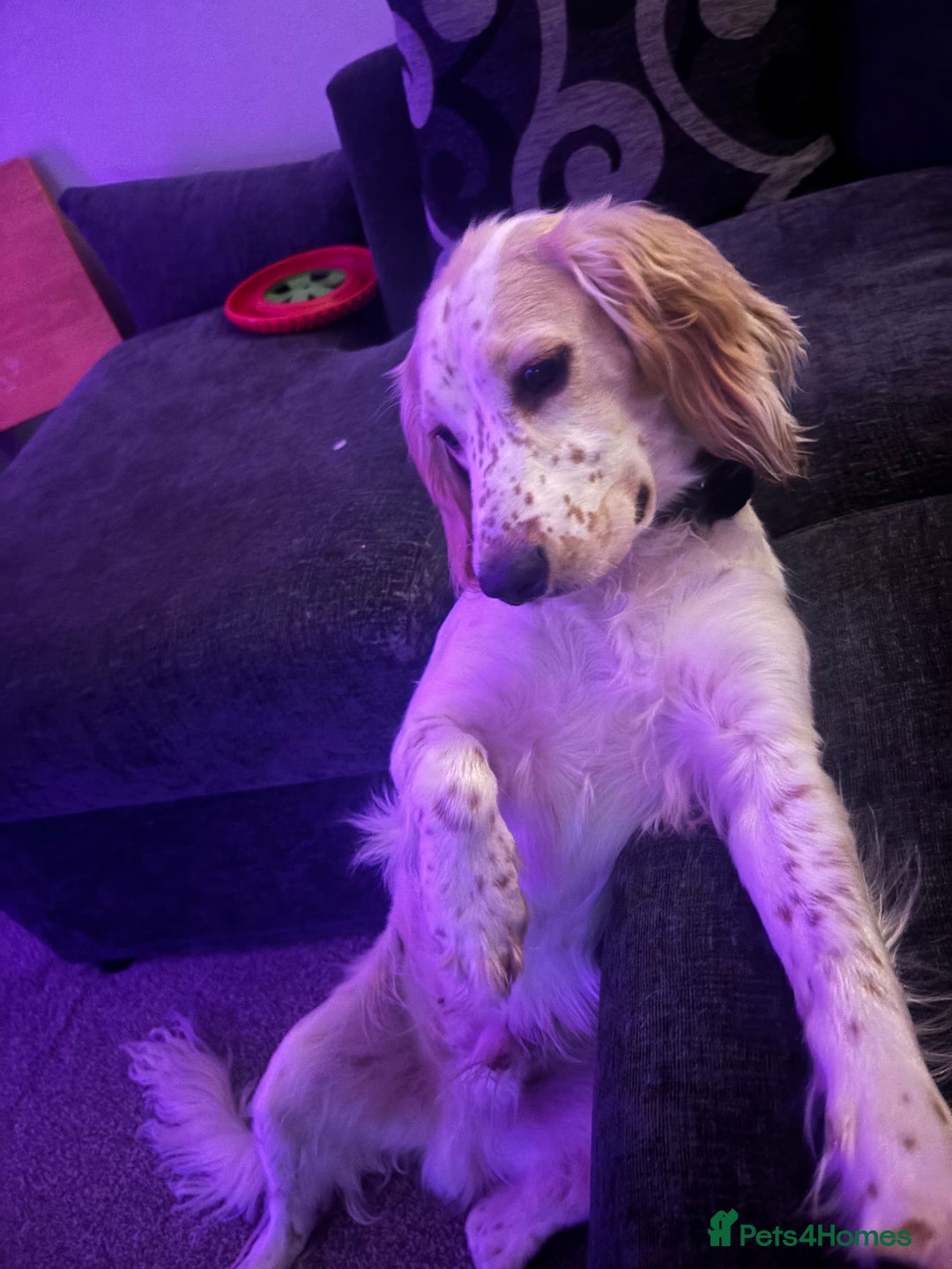 Cocker Spaniel dogs for sale: Adorable cocker spaniel lookingforhis forever home - Image 5