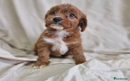 Cavapoo dogs for sale: Cavapoo puppies  - Image 7