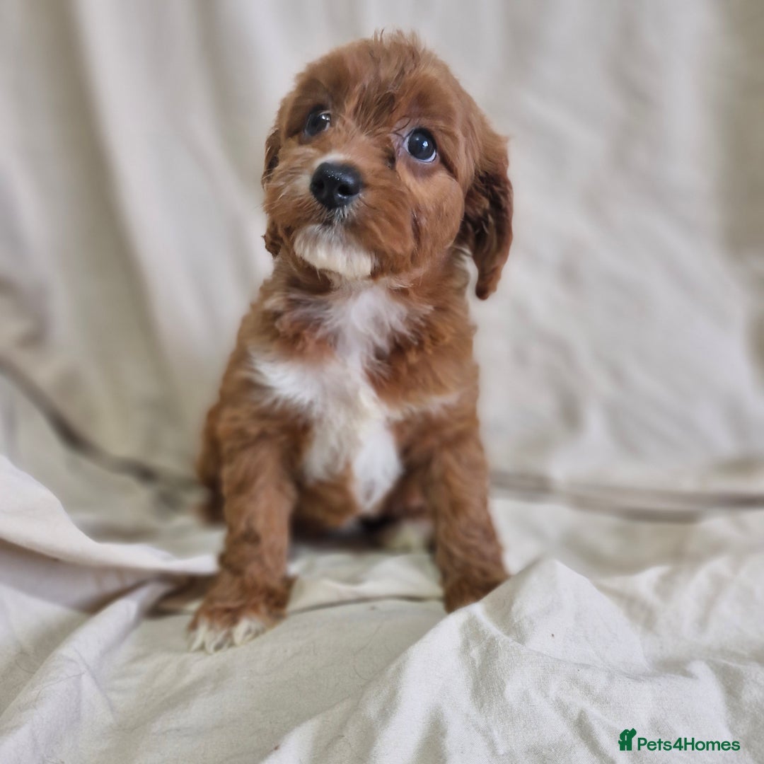 Cavapoo dogs for sale: Cavapoo puppies  - Image 7