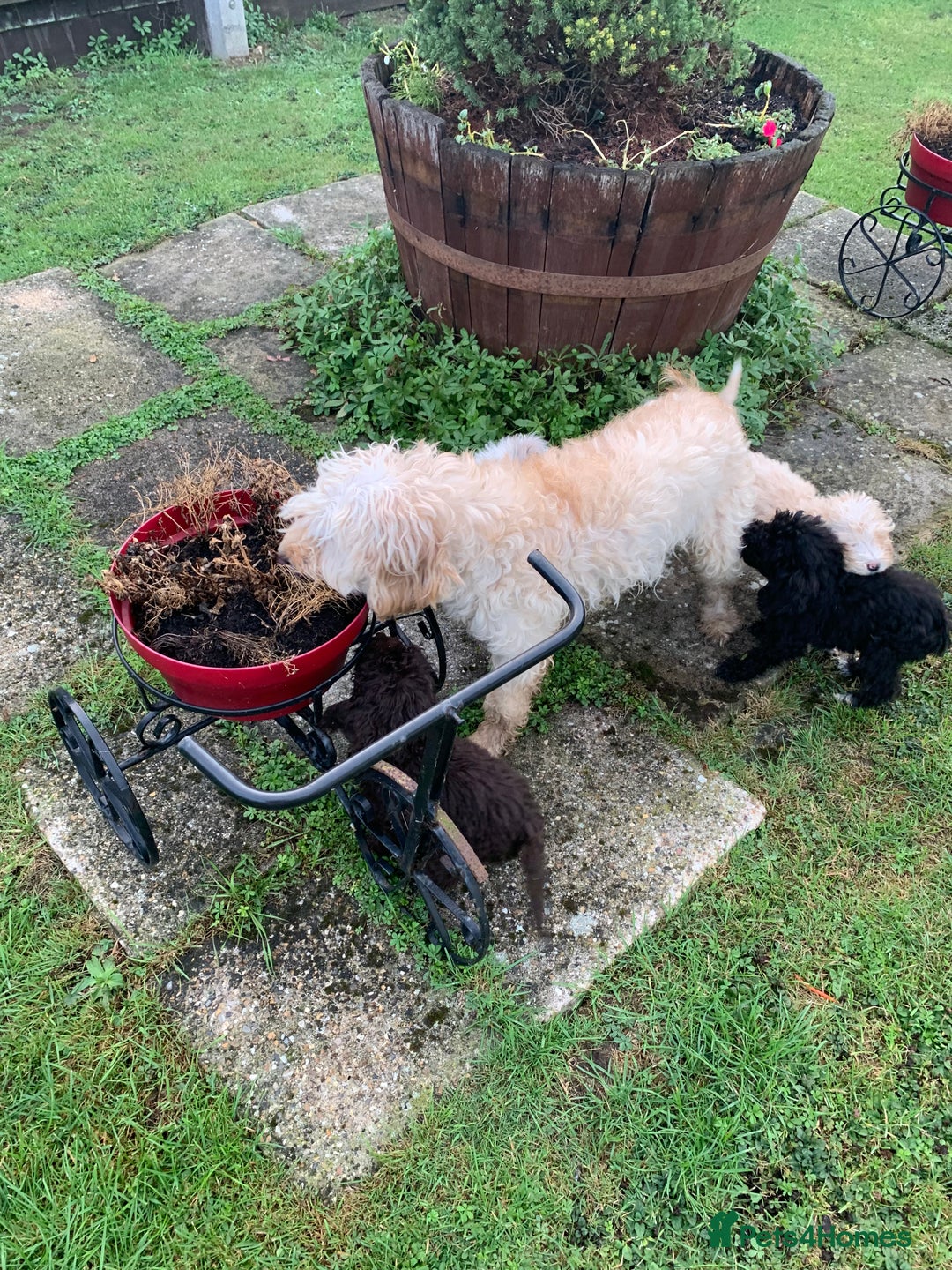 Cockapoo dogs for sale: Amazing cockapoo puppies  - Image 13