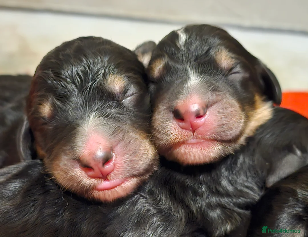 Bernedoodle dogs for sale: All currently reserved! Quality F1Bernedoodle pups - Advert 8