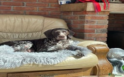 German Shorthaired Pointer dogs for sale: German shorthaired pointer boys and girls  - Image 10