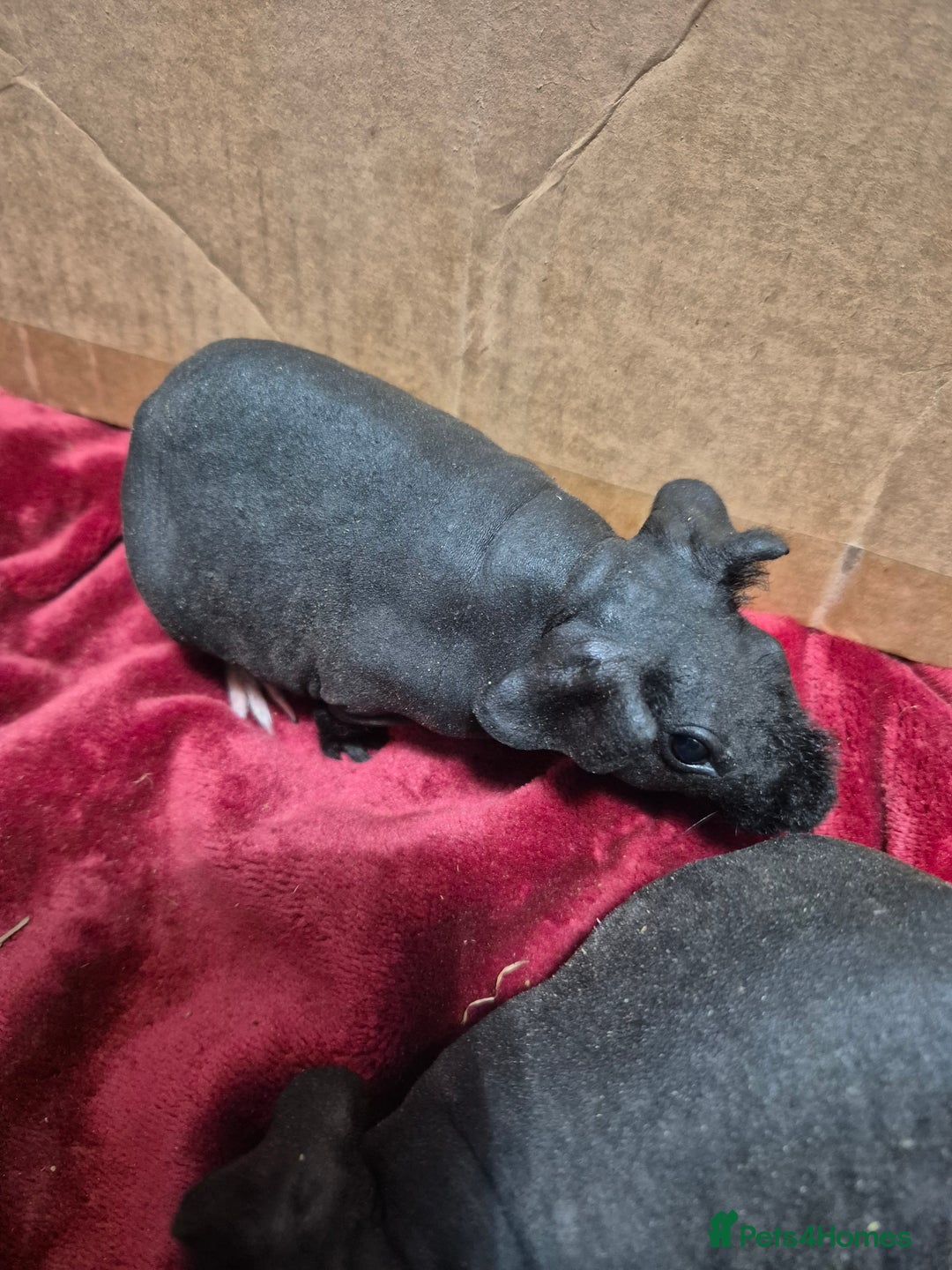 Guinea Pig rodents for sale: Pair of Female Skinny Pigs For Sale  - Advert 7