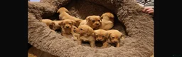 Labrador Retriever dogs for sale: Red fox Labrador puppies in Halifax - Advert 4