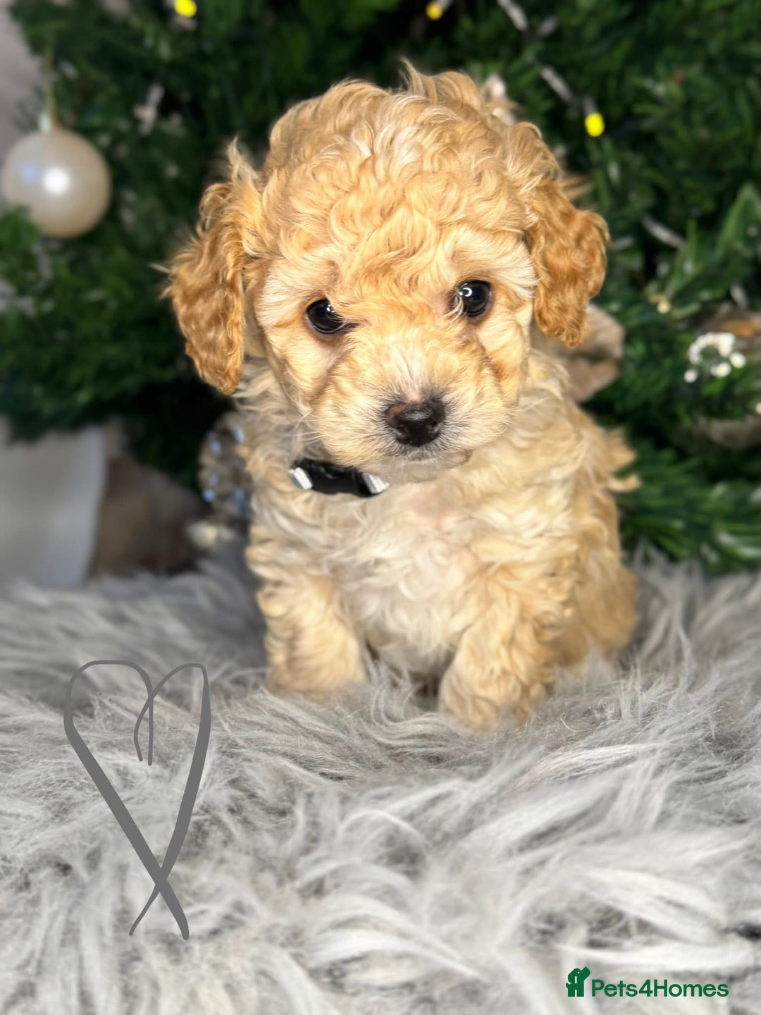 Miniature Schnauzer dogs for stud: KC Toy poodle stud fully health tested  - Advert 3