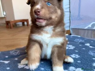 Pomsky dogs Stunning F3 Rare Chocolate Pomskies Health Tested - Advert 5