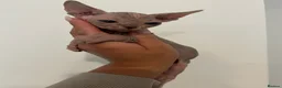 Sphynx cats for sale: Canadian Sphynx Girl  - Advert 6