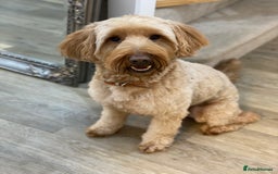 Mixed Breed dogs for sale: Gorgeous Ultimate Doodles! - Image 9