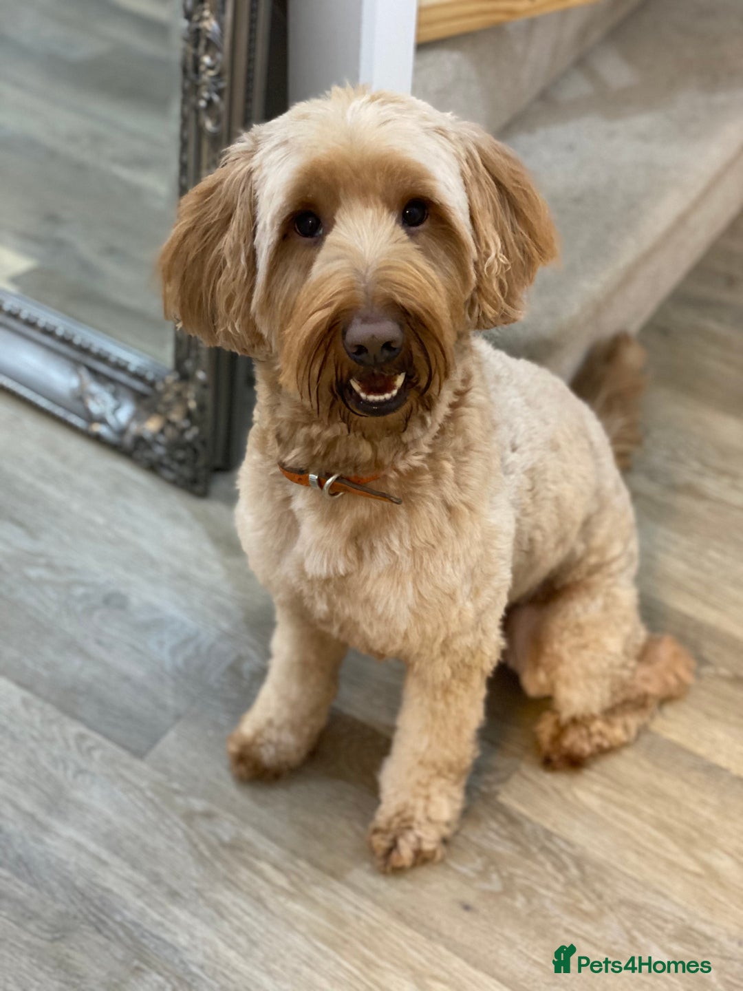Mixed Breed dogs for sale: Gorgeous Ultimate Doodles! - Image 9