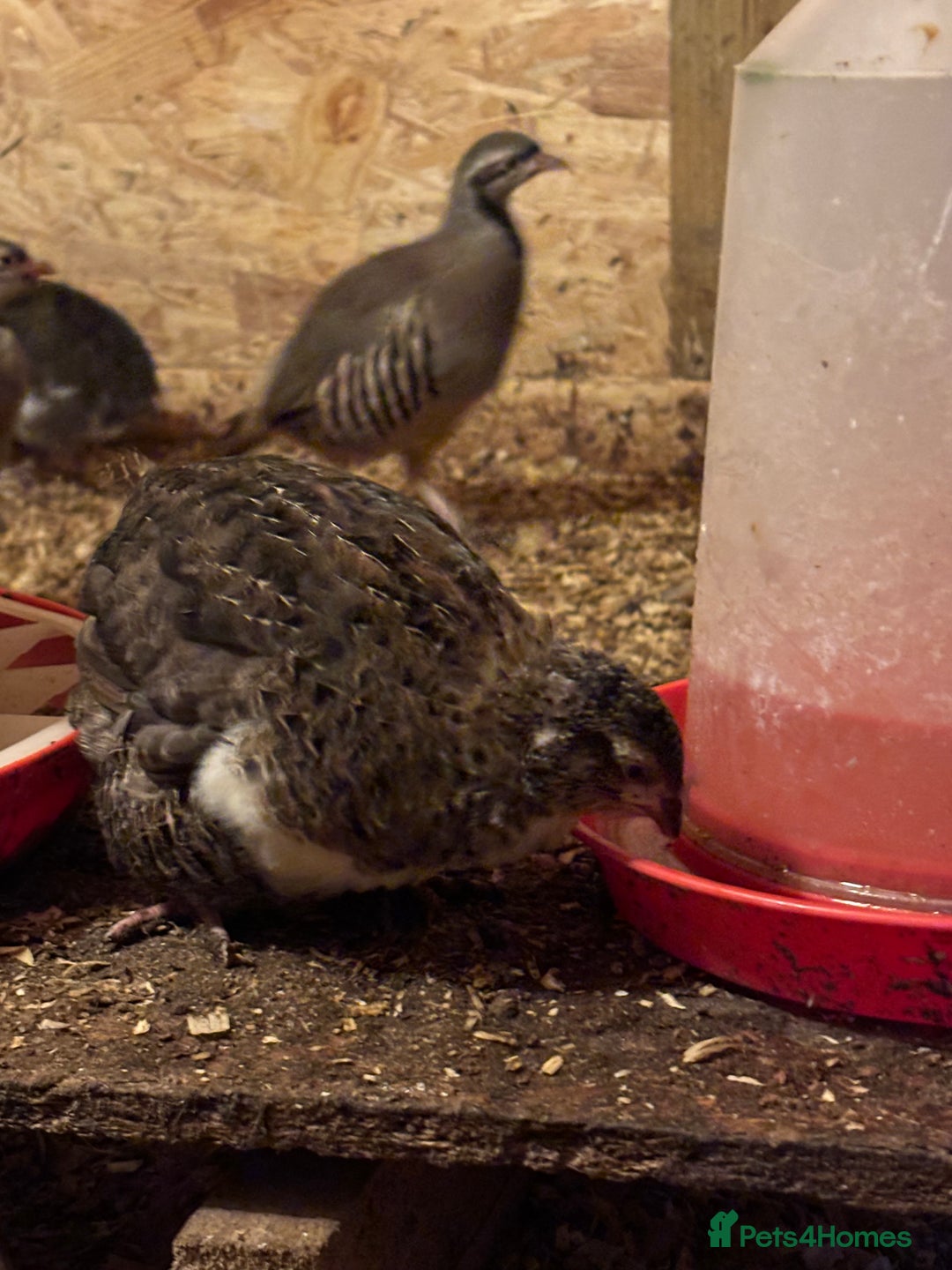 Quail poultry for sale: Quail for sale  - Advert 3