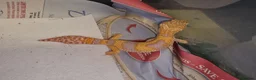 Leopard Gecko reptiles for sale: Leopard Gecko - Advert 2