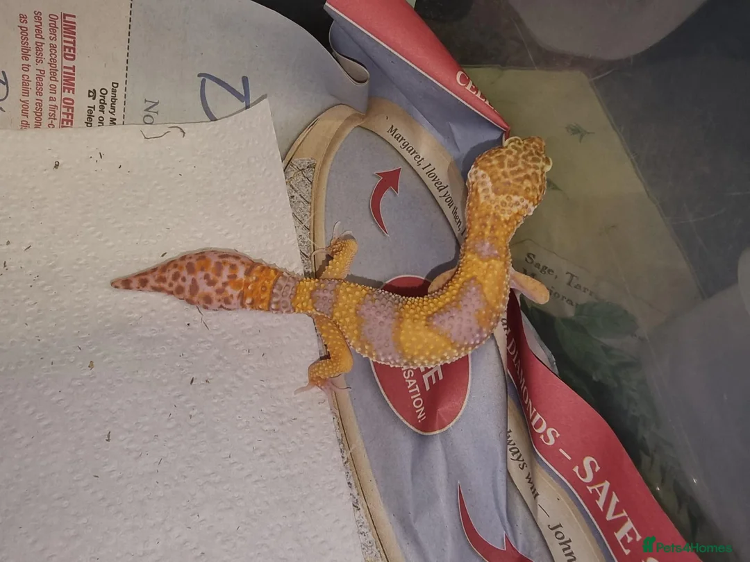 Leopard Gecko reptiles for sale: Leopard Gecko - Advert 2