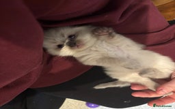 Ragdoll cats for sale: Gorgeous Ragdoll Kittens - Image 6