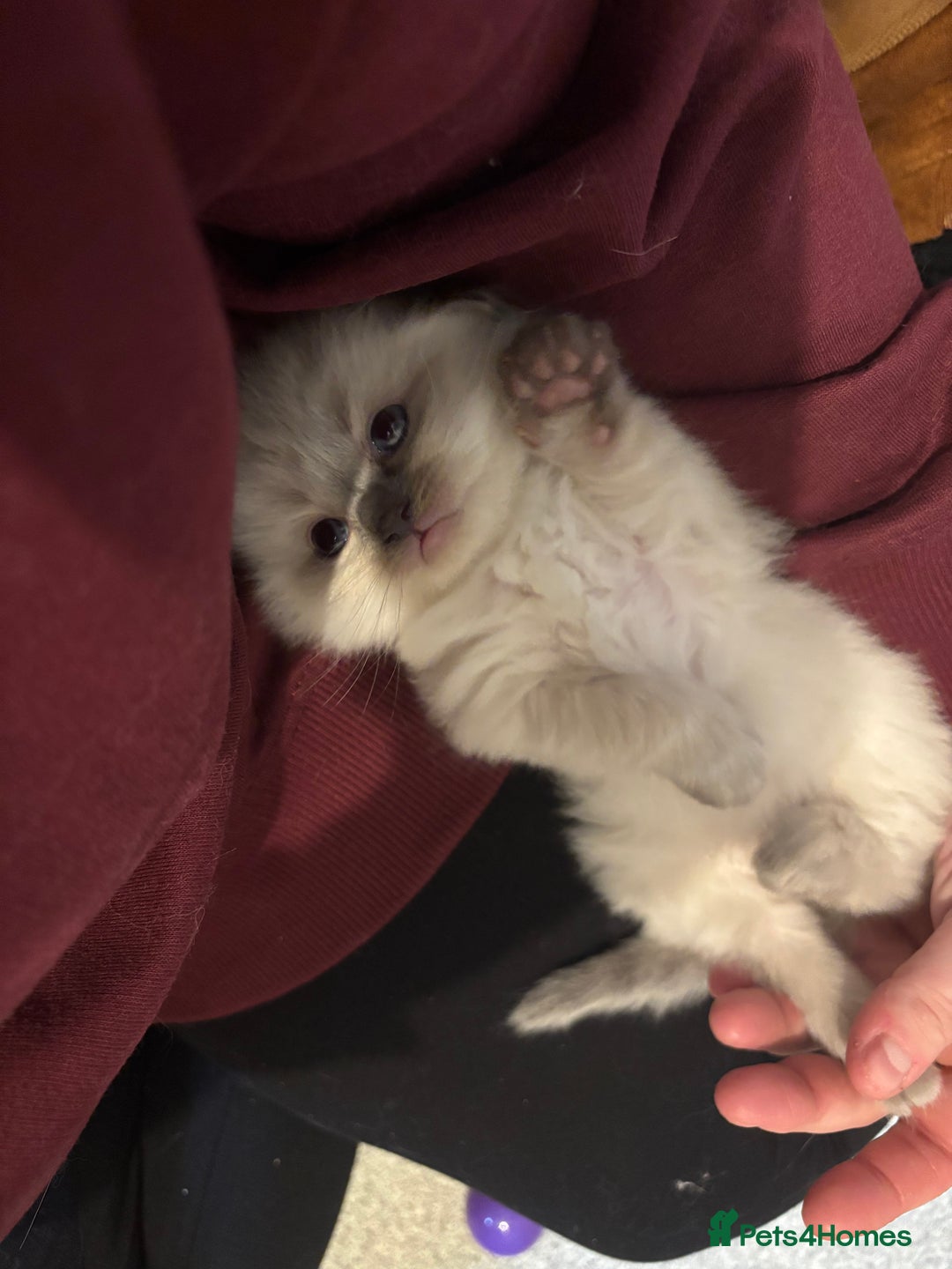 Ragdoll cats for sale: Gorgeous Ragdoll Kittens - Image 6