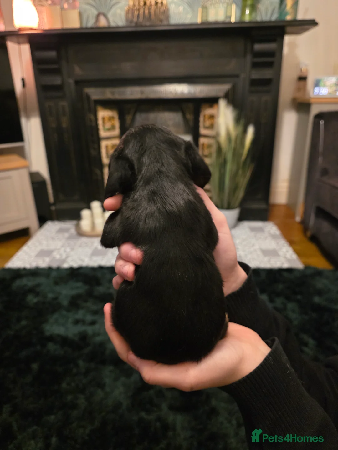 Doxiepoo dogs for sale: 4 beautiful daschund puppies for sale - Advert 9