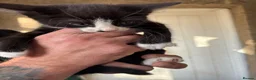 Mixed Breed cats for sale: 6 beautiful mixed kittens  - Advert 5