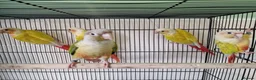Conures birds for sale: Various conures for sale  - Advert 2