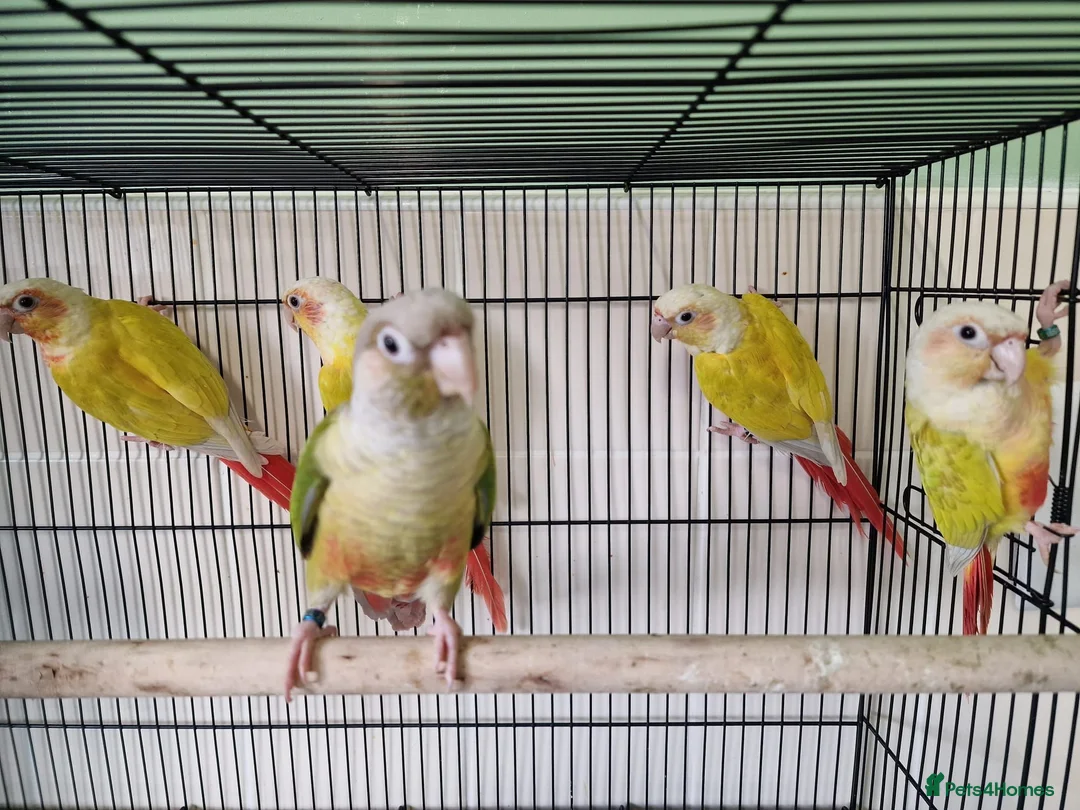 Conures birds for sale: Various conures for sale  - Advert 2