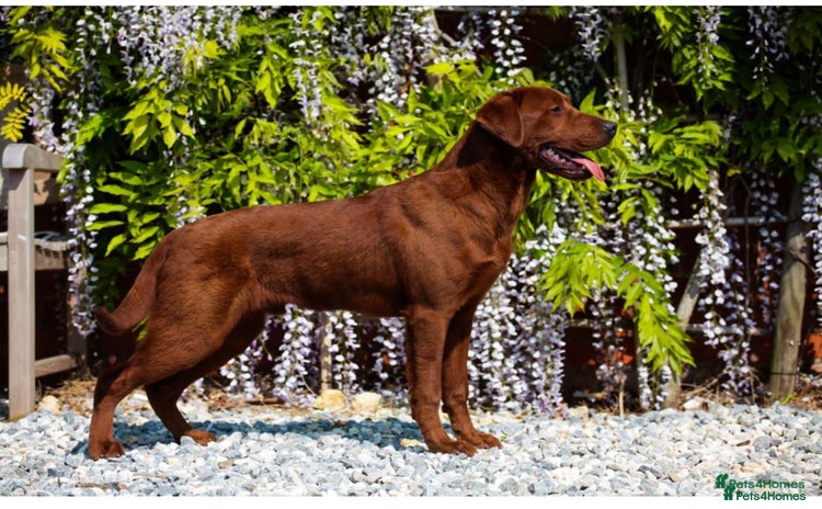 Labrador Retriever dogs - Advert 14