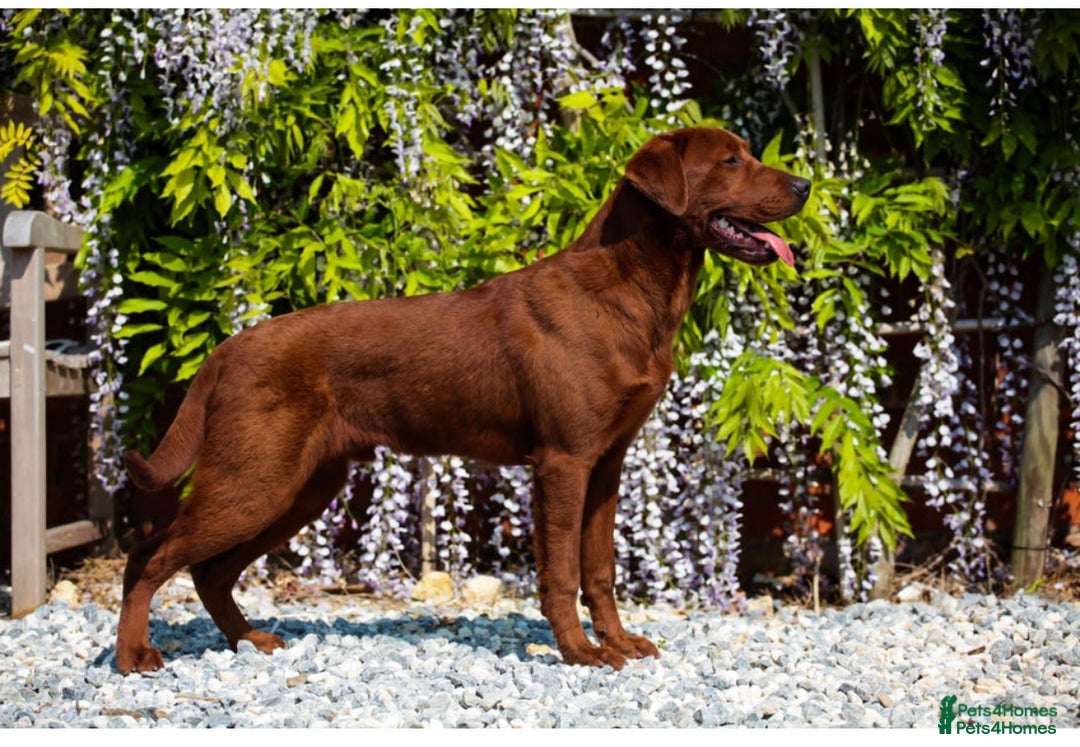 Labrador Retriever dogs for sale: FULLY HEALTH TESTED DARK FOX RED LABRADOR PUPPIES  - Image 1