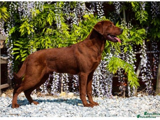 Labrador Retriever dogs - Advert 6