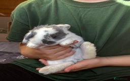 French Lop rabbits for sale: 🩵Stunning litter pure bred blue eye French lops🩵 - Image 4