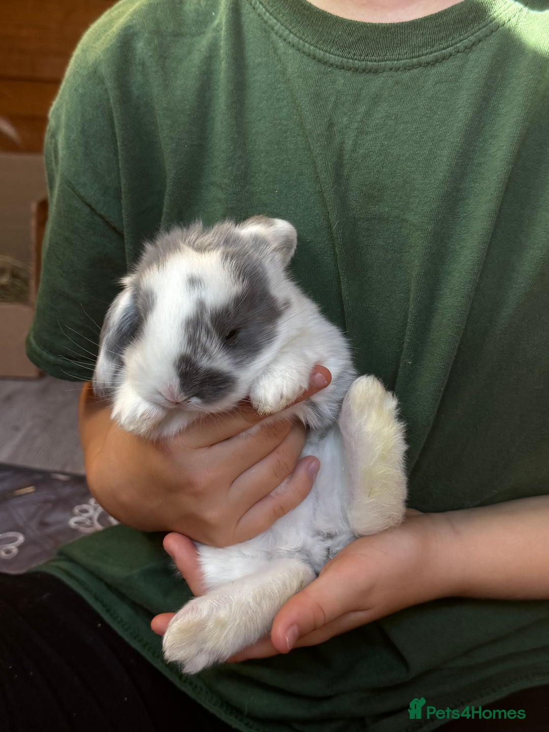 French Lop rabbits for sale: 🩵Stunning litter pure bred blue eye French lops🩵 - Image 4