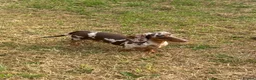 Miniature Dachshund dogs for sale: xXx Chocolate dapple 6 month female xXx - Advert 7