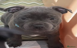 Staffordshire Bull Terrier dogs for sale: Stunning Staffordshire Bull Terrier pups   in Farnborough - Image 30