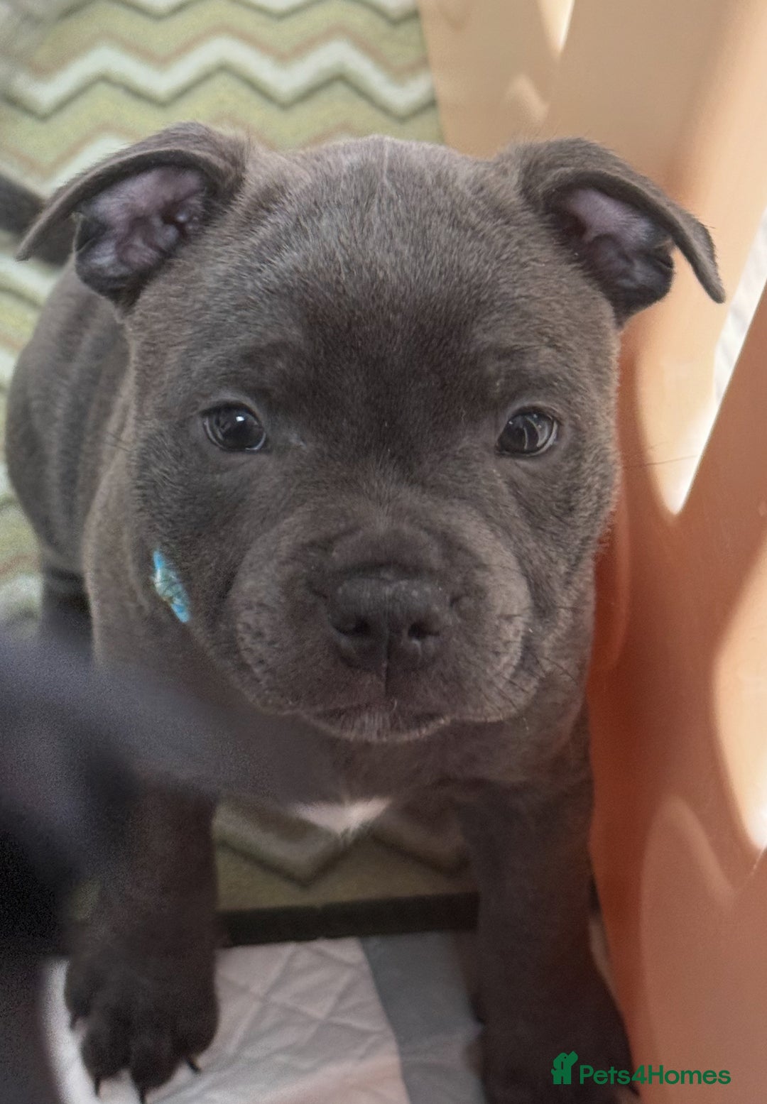 Staffordshire Bull Terrier dogs for sale: Stunning Staffordshire Bull Terrier pups   in Farnborough - Image 30