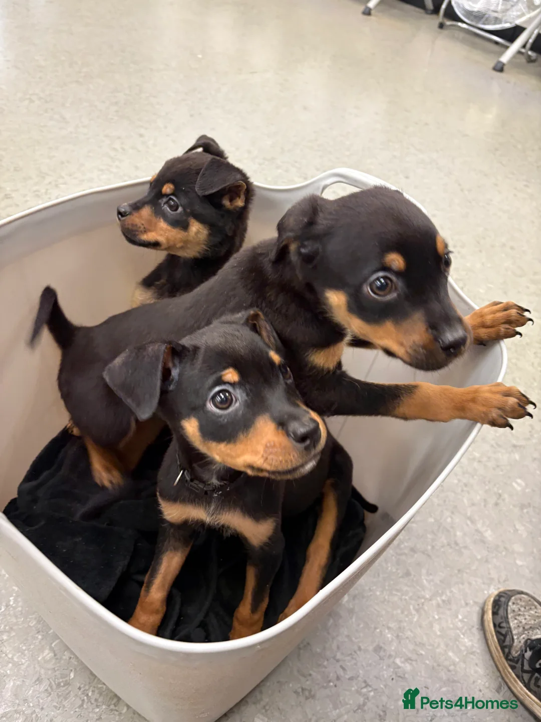 Rottweiler dogs for sale: Rottweiler puppies, only 2 girls left! Ready now  - Advert 2