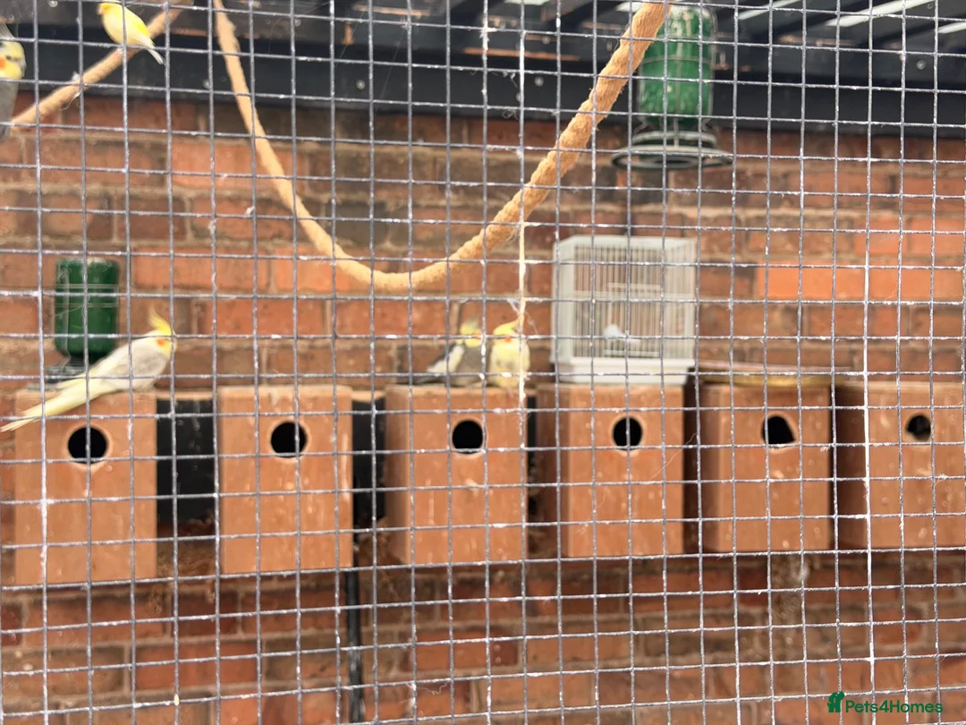 Cockatiels birds for sale: Cockatiels mixed  - Advert 5