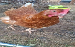 Chickens poultry for sale: Hens for sale point of lay, multiple breeds - Image 5