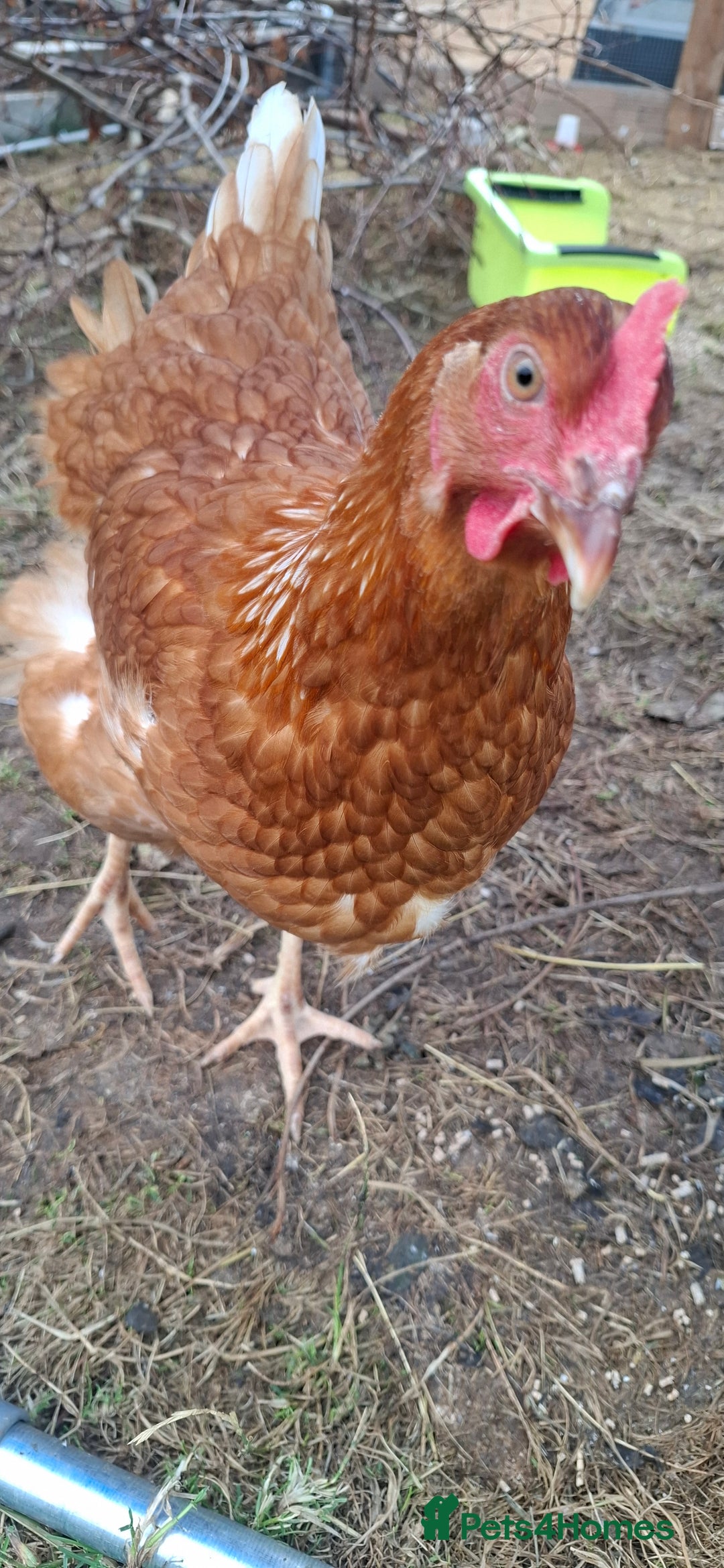 Chickens poultry for sale: Hens for sale point of lay, multiple breeds - Image 5
