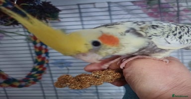 Cockatiels birds - Advert 3