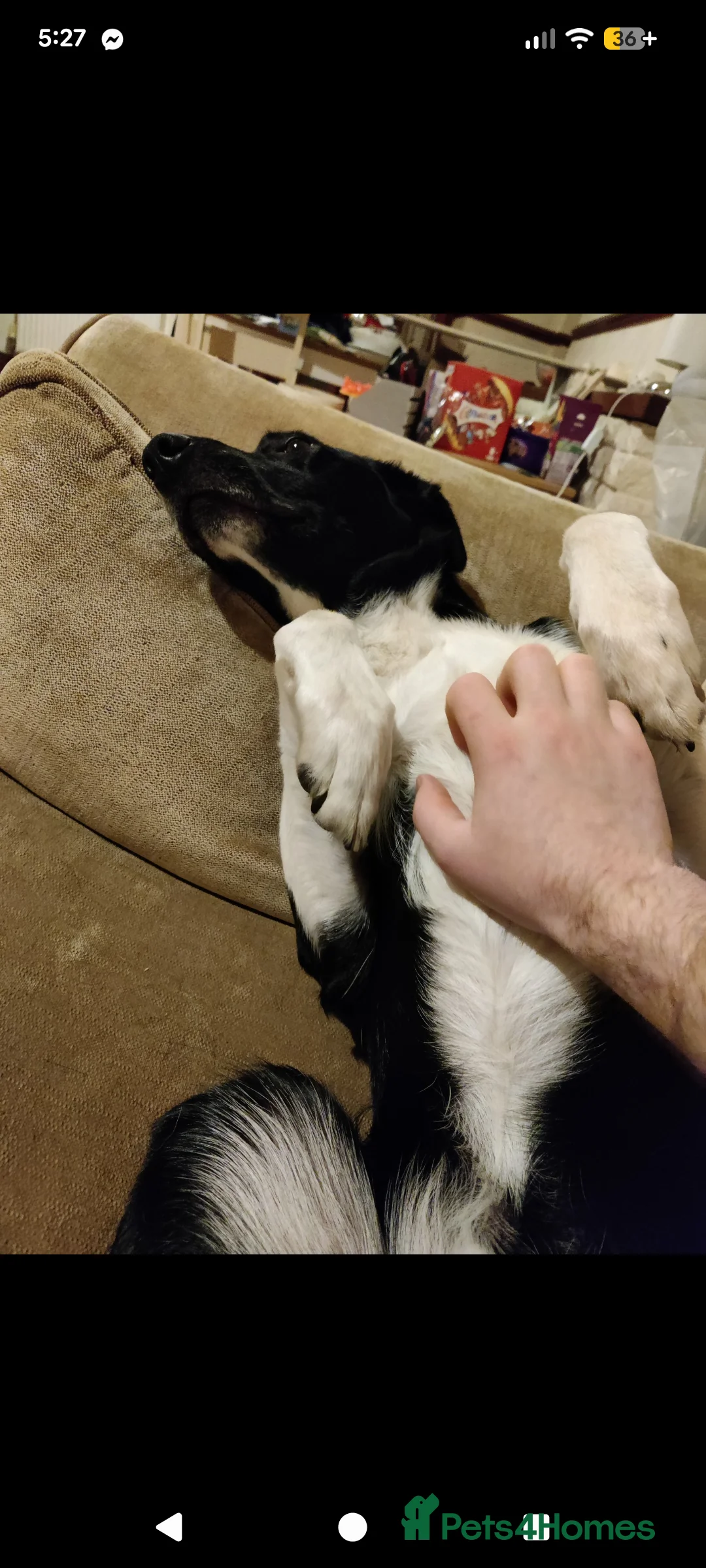 Mixed Breed dogs for sale: Rehoming adult dog - Advert 4