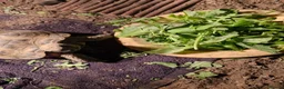 Tortoise reptiles for sale: Horsfield tortoise  - Advert 2