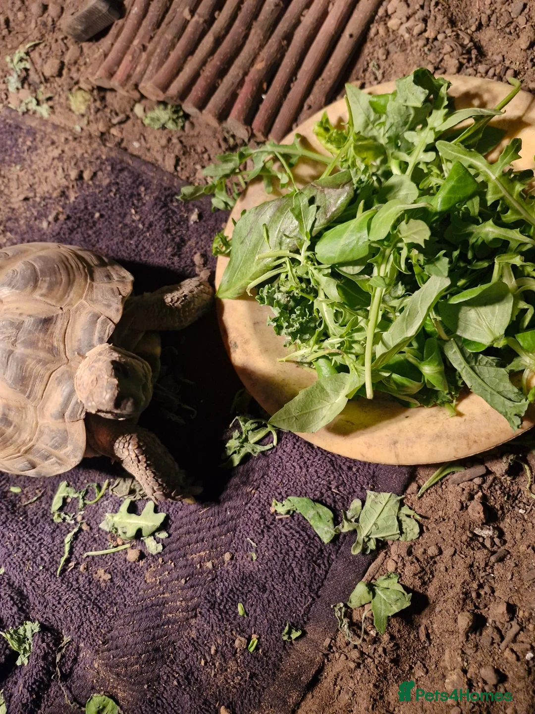Tortoise reptiles for sale: Horsfield tortoise  - Advert 2
