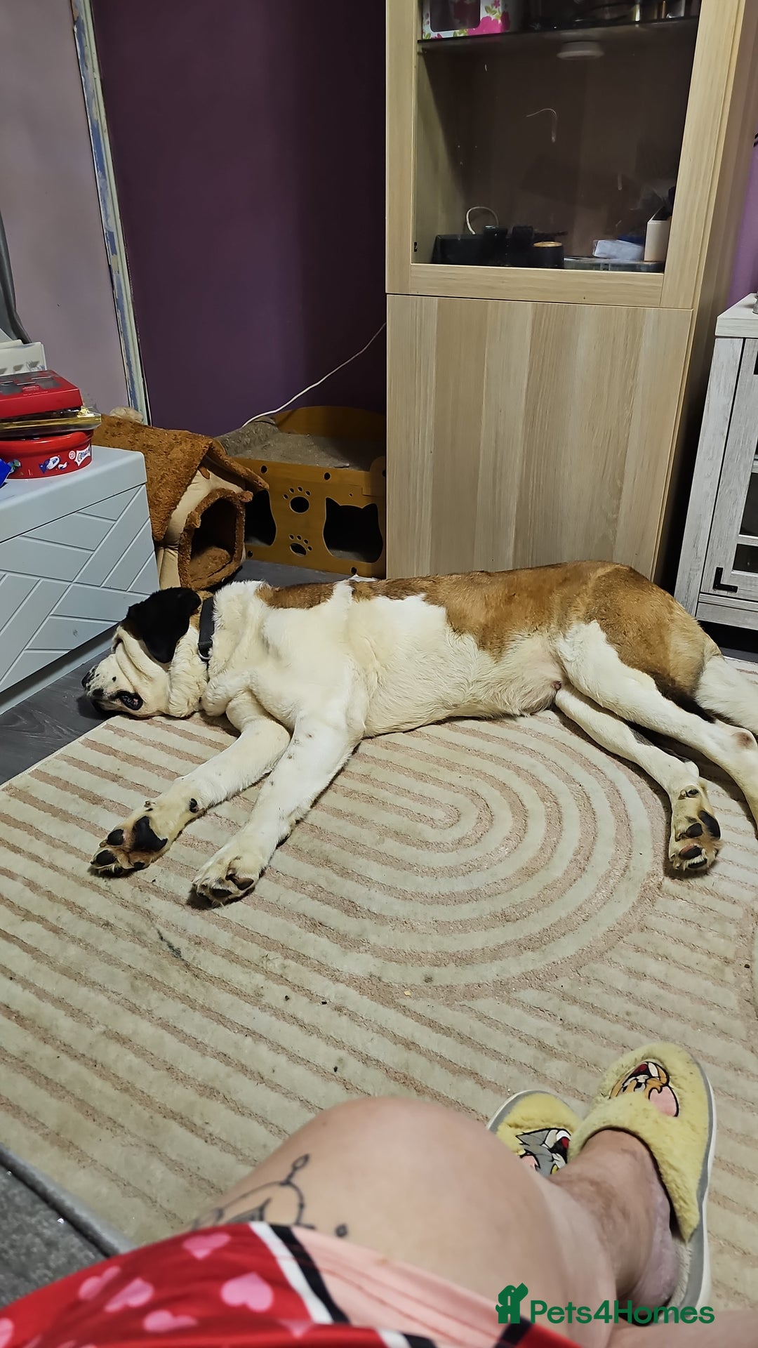 Saint Bernard dogs for sale: Saint bernards - Advert 5