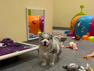 Mixed Breed dogs - Advert 5