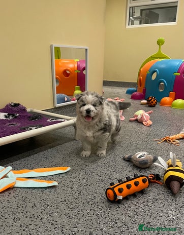 Mixed Breed dogs - Advert 2