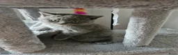 British Shorthair cats for sale: Stunning Full pedigree BSH KITTENS ( GCCF REG )  - Advert 6