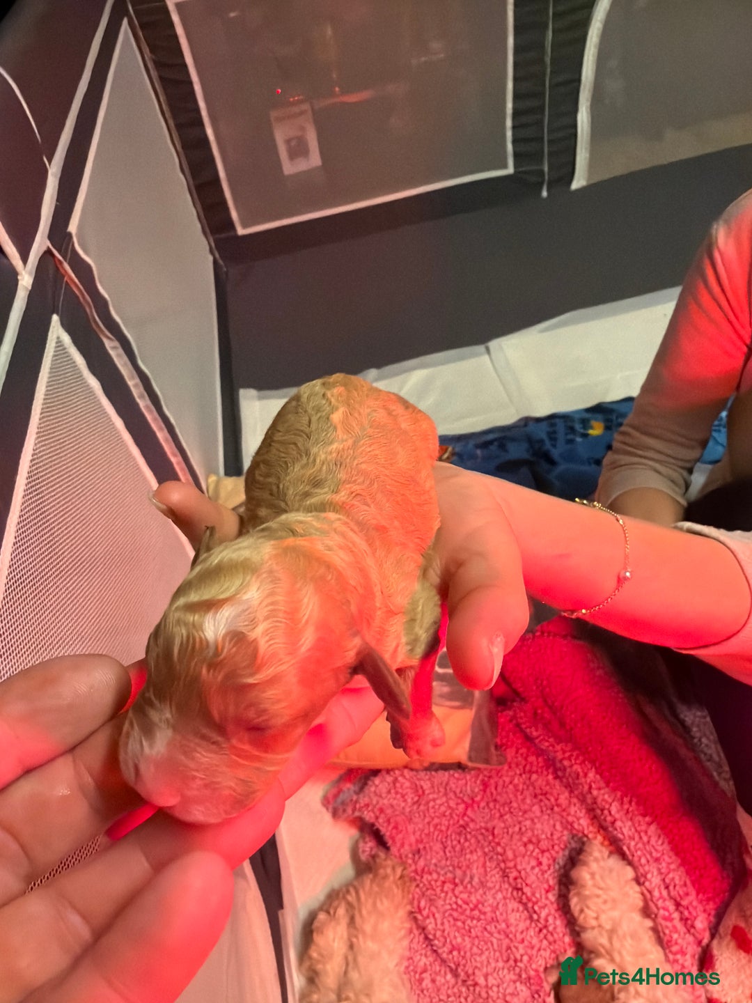 Cavapoo dogs for sale: Cavapoo for sale - Advert 11