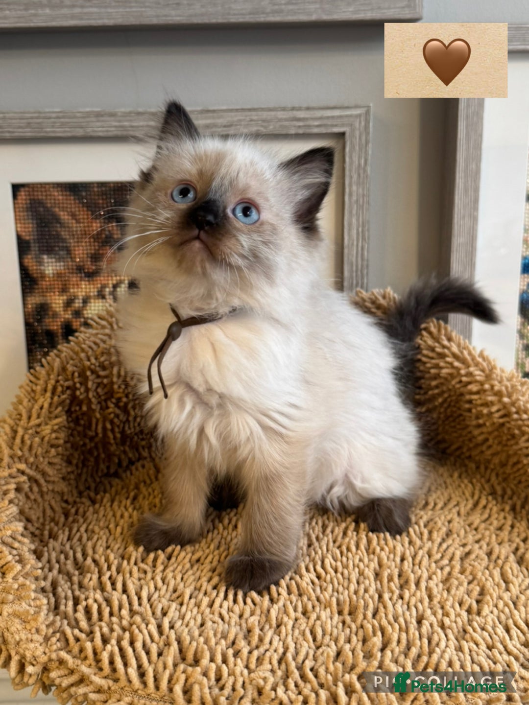 Ragdoll cats for sale: 👑 GCCF REGISTERED CHAMPION RAGDOLL KITTENS 👑 - Advert 7