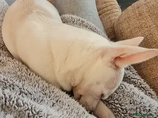 Chihuahua dogs Rehoming with VERY heavy Heart - Advert 9