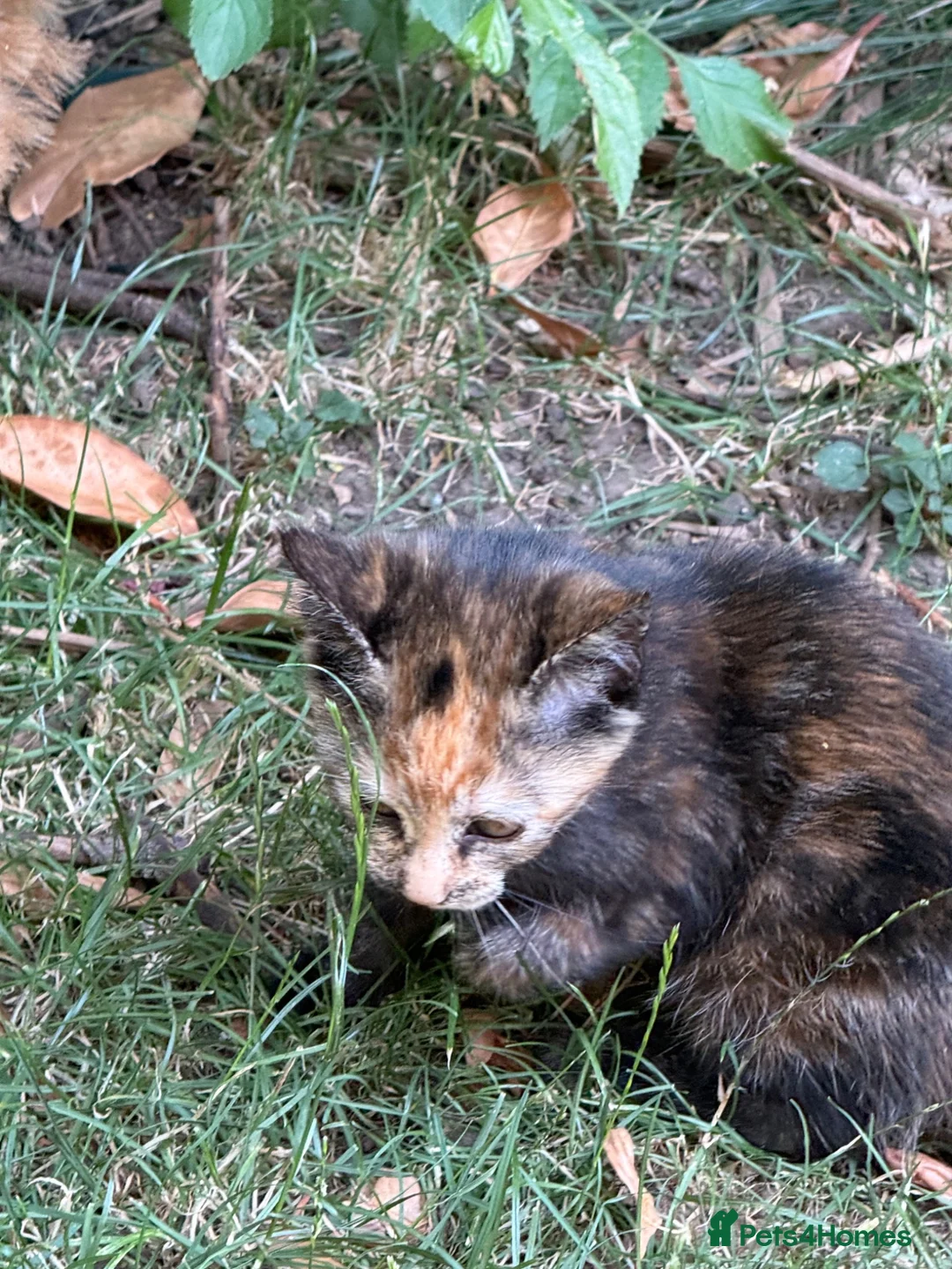 Mixed Breed cats for sale: Cute Kittens  in Doncaster - Advert 9