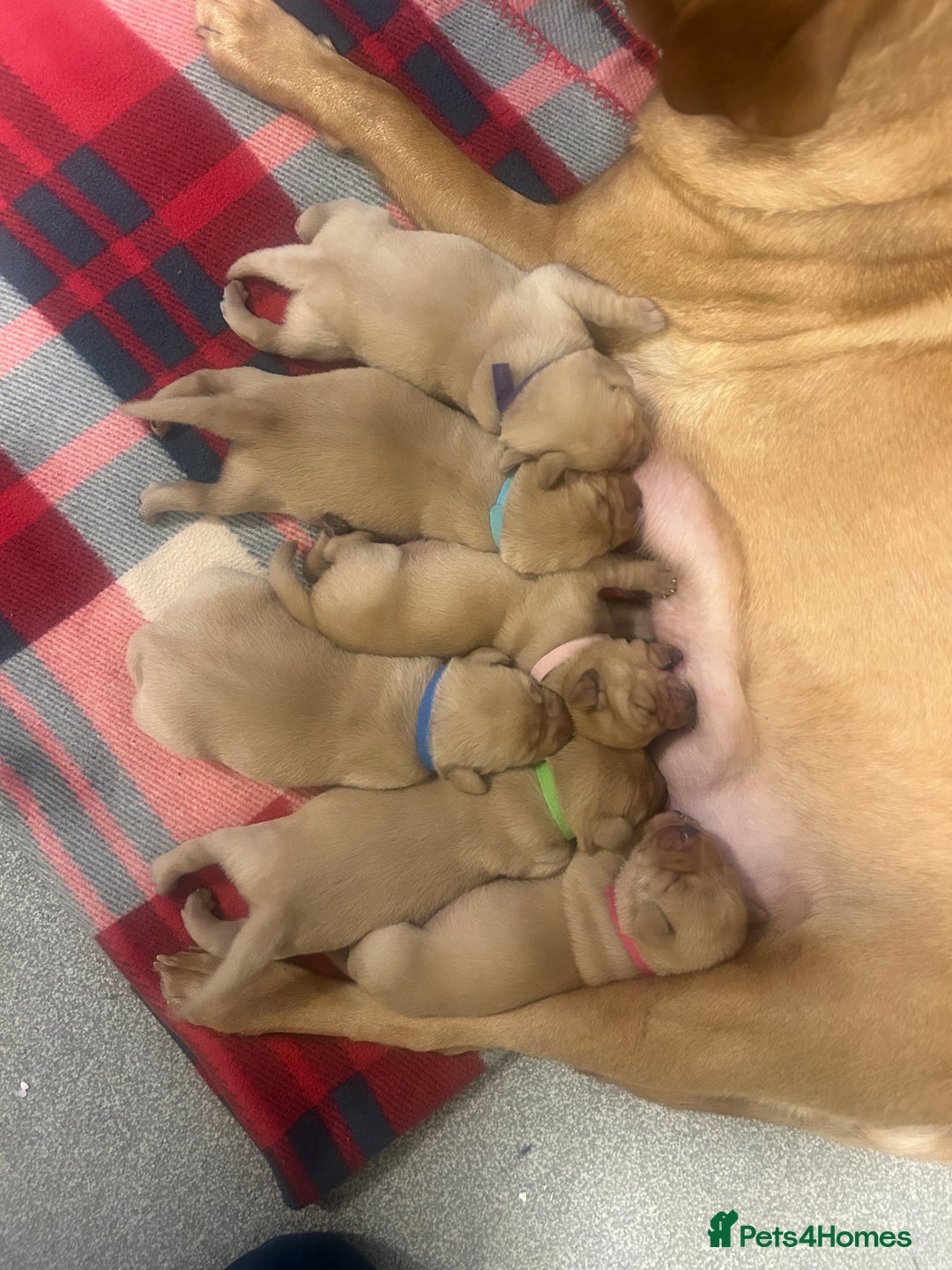 Labrador Retriever dogs for sale: Labrador puppies for sale  - Advert 8